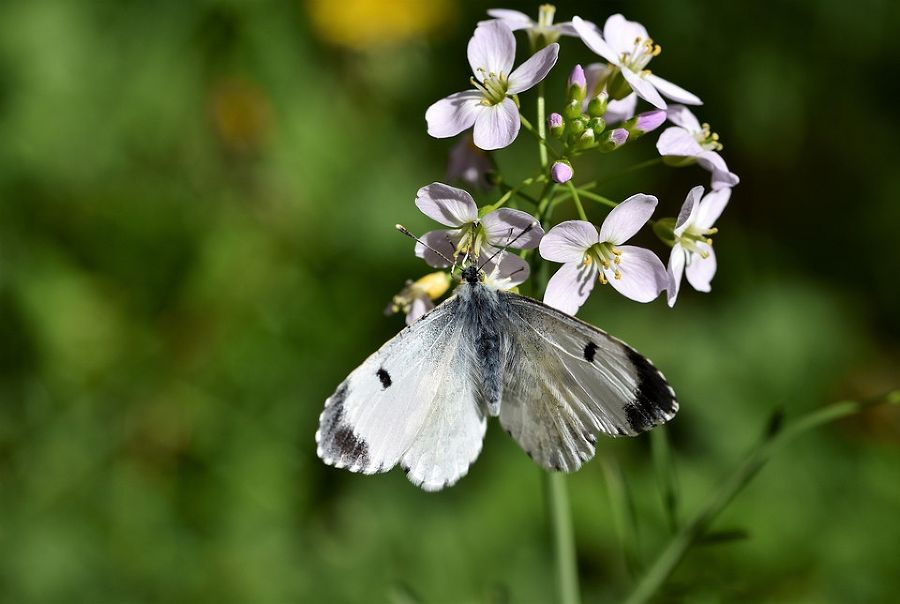 aurorafalter butterfly aurorafalter butterfly